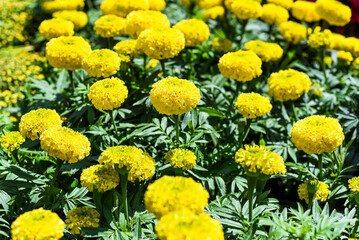 Tagetes erecta, the Aztec marigold or Mexican marigold flowers growing as decor for Tet Lunar New Year in Vietnam