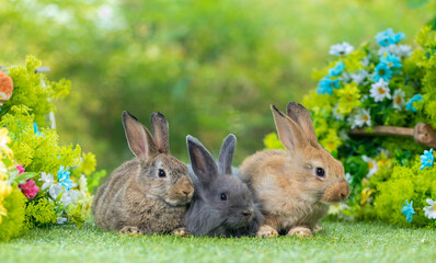 Adorable and cute new born rabbit. baby cute rabbit or new born adorable bunny. Easter Bunny.