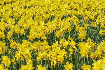 field of yellow daffodils