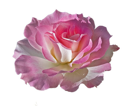 Detailed closeup PNG cutout selection image of a single Pink Rose flower blossom isolated on a transparent background. Cutom insert art image.