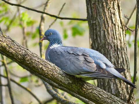 Dove on a tree. Pigeon in the spring forest.