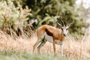 Springbok in kruger park