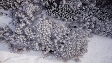 Drone footage winter trees from up