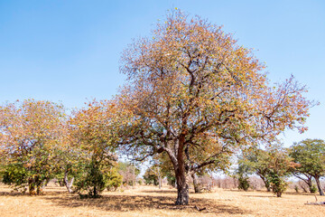 Winter landscape of Chobe National Park in Botswana.