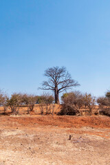 Winter landscape of Chobe National Park in Botswana.