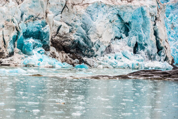 Polar Bear swimming with icebergs and glacier