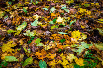 Yellow leaves lie on the green grass in the backyard.