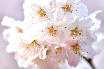 Cherry Blossom_2