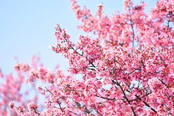 Cherry Blossom_2