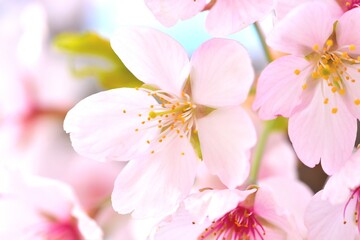 Cherry Blossom_1