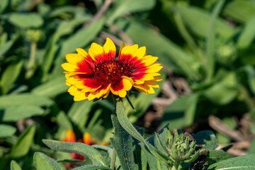 Colorful Blanket flower Gaillardia flower on blurred background closeup Selective focus