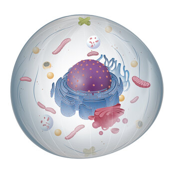 The structure of Animal cell