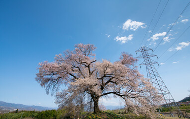 よく晴れた日に撮影したわに塚の桜