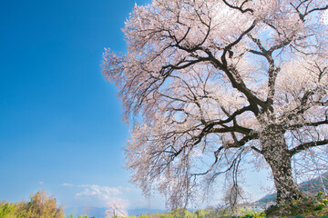 よく晴れた日に撮影したわに塚の桜
