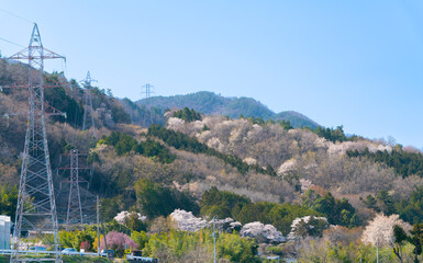 一斉に開花した山の桜