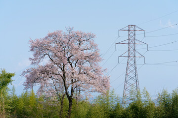 よく晴れた日に撮影したわに塚の桜