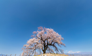 よく晴れた日に撮影したわに塚の桜