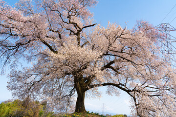よく晴れた日に撮影したわに塚の桜