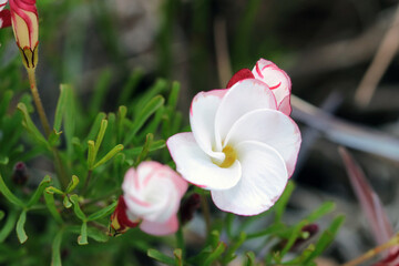 Cute white spiral flowering "Oxalis versicolor (Katabami)" flowerheads. Close up macro photograph.