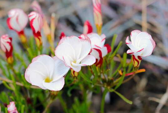 Cute white spiral flowering "Oxalis versicolor (Katabami)" flowerheads. Close up macro photograph.