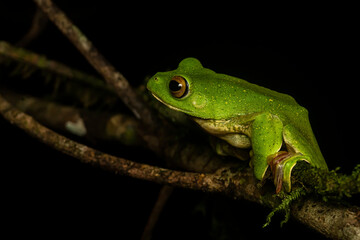 A Malabar gliding frog resting on a leaf inside Agumbe rain forest on a rainy evening