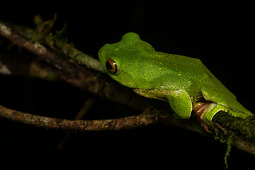 A Malabar gliding frog resting on a leaf inside Agumbe rain forest on a rainy evening