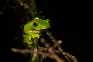 Naklejka premium A Malabar gliding frog resting on a leaf inside Agumbe rain forest on a rainy evening