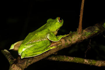 A Malabar gliding frog resting on a leaf inside Agumbe rain forest on a rainy evening