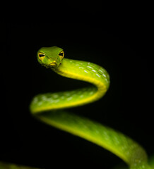 Obraz premium A green vine snake climbing a tree branch on a rainy night inside Agumbe rain forest