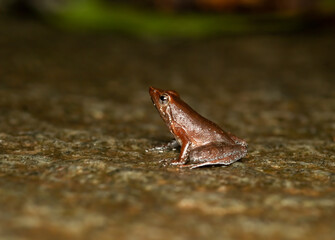 Naklejka premium A dancing frog resting on a rock on a rainy day inside Agumbe rain forest