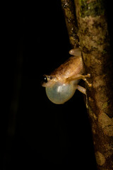 A common tree frog resting on top of a tree branch inside Agumbe Rain forest on a rainy evening