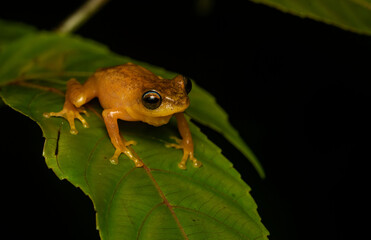 A blue-eyed bush frog resting on a tree branch inside Agumbe Rain forest on a rainy evening
