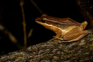 Indian golden backed frog resting on a branch inside agumbe rain forest on a rainy evening
