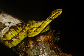 A malabar pit viper green morph resting on a tree branch inside the rain forests of Agumbe on a rainy evening