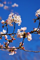 お花見日和の休日