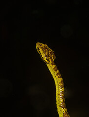 A malabar pit viper green morph resting on a tree branch inside the rain forests of Agumbe on a rainy evening