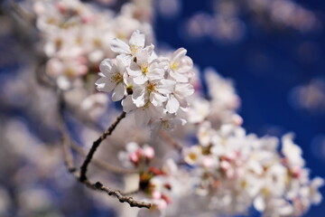 華の絨毯