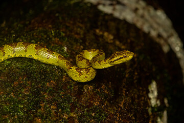 A malabar pit viper green morph resting on a tree branch inside the rain forests of Agumbe on a rainy evening