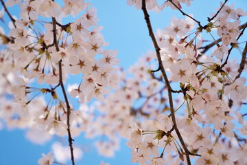 華の間から青空を