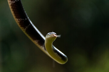 A common krait sensing the air during its release from a rescue operation inside a village in Agumbe