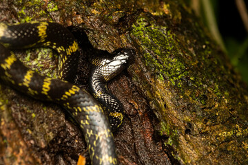 A Lycodon travancoricus aka travancore wolf snake resting on a branch inside Agumbe rain forest during a rainy evening