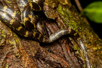 A Lycodon travancoricus aka travancore wolf snake resting on a branch inside Agumbe rain forest during a rainy evening