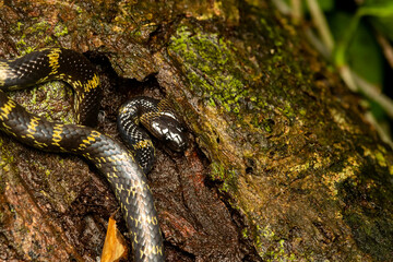 A Lycodon travancoricus aka travancore wolf snake resting on a branch inside Agumbe rain forest during a rainy evening