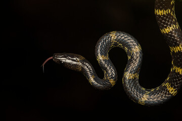A Lycodon travancoricus aka travancore wolf snake resting on a branch inside Agumbe rain forest...