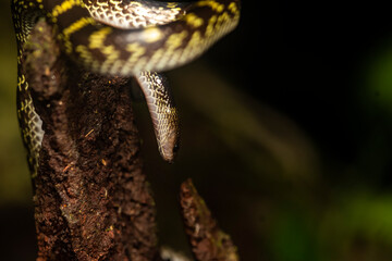 A Lycodon travancoricus aka travancore wolf snake resting on a branch inside Agumbe rain forest during a rainy evening