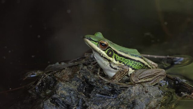 dumpy frog hanging on green leaves
