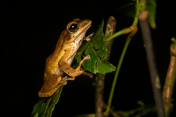 A common tree frog resting on top of a tree branch inside Agumbe Rain forest on a rainy evening