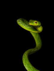 A green vine snake climbing a tree branch on a rainy night inside Agumbe rain forest