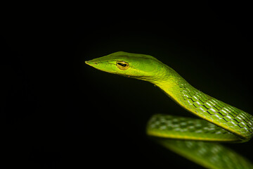 A green vine snake climbing a tree branch on a rainy night inside Agumbe rain forest