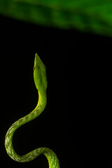 A green vine snake climbing a tree branch on a rainy night inside Agumbe rain forest
